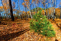 Pine tree (Pinus) growing in Beech woodland (Fagus) in autumn,  Siberia, Russia, October 2011.
