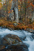River running along the 'Brown Bear Coast' in autumn Baikalo-Lensky Nature Reserve, Lake Baikal, Siberia, Russia, October 2010.