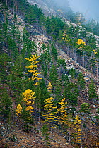 Woodland in autumn, 'Brown Bear Coast', Baikalo-Lensky Nature Reserve, Lake Baikal, Siberia, Russia, Oktober 2010