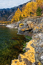 Trees on Lake Baikal shore in autumn,'Brown Bear Coast', Baikalo-Lensky Nature Reserve, Siberia, Russia, October 2011.