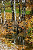 Woodland in autumn, Siberia, Russia, October 2011.