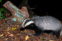 European badger (Meles meles) and message 'Please don't shoot us' painted on log, protesting against badger culling, Wiltshire, UK, September 2015.  Taken by a remote camera trap.
