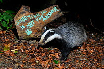 European badger (Meles meles) and message 'Shooting us is not the answer' painted on tree log, protesting against badger culling, Wiltshire, UK, September 2015.  Taken by a remote camera trap.