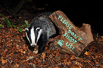 European badger (Meles meles) and message 'Please don't shoot us' protesting against badger culling painted on log. Wiltshire, UK, September 2015.  Taken by a remote camera trap.