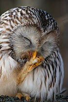 Ural owl (Strix uralensis) preening, Alam-Pedja Nature Reserve, southern Estonia.