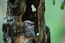 Ural owl chick (Strix uralensis), begging for food at nest entrance. Alam-Pedja Nature Reserve, southern Estonia