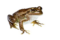 Bell's frog (Litoria moorei) Dunsborough, South Western Australia. July.