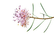Pixie mops (Petrophile linearis) flower, South-Western Australia. September.