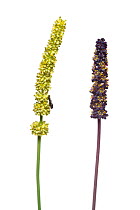 Preiss' mat rush (Lomandra preissii) flowers, both purple and green flowered variants.