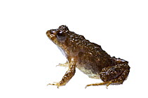 Glauert's froglet (Crinia glauerti) profile, Dunsborough, South-Western Australia. July.