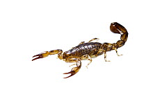 Scorpion (Scorpionidae) Geraldton, South-Western Australia.