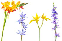 Variety of orchids from the Banksia Woodland, Swan Coastal Plain. Including Pansy orchid (Diuris magnifica), Slender sun orchid (Thelymitra vulgaris), Cowslip orchid (Caladenia flava), Plain sun orchi...