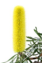 Slender banksia (Banksia attenuata) flower, South-western Australia.