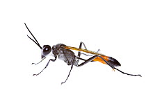 Hunting wasp (Ammophila) found in south-western Australia. November.