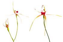 Tuart spider orchid (Caladenia georgei) South-Western Australia. October. Endemic species.