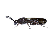 Thynnid wasp (Thynninae) tiny flightless female hanging under male whilst mating, Swan Coastal Plain, South-Western Australia.
