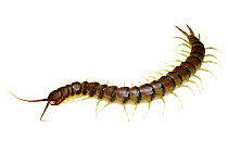 Banded centipede (Scolopendra sp.) Mulga flats, Gascoyne region, Western Australia. July.
