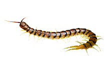 Banded centipede (Scolopendra sp.) Mulga flats, Gascoyne region, Western Australia. July.