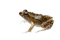 False western froglet (Crinia pseudinsignifera) Darling Range, South-Western Australia.