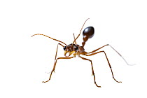 Bulldog ant (Myrmecia vindex) near Perth, Western Australia. April.