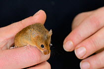 Harvest mouse (Micromys minutus) being inspected prior to release at a field site, Moulton College, Northampton, UK, June.  Model released.