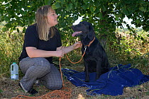 Emily Howard-Williams with Labrador Tui, who has been trained to sniff out feeding stations visited by Harvest mice (Micromys minutus), Moulton College, Northampton, UK, June.  Model released.