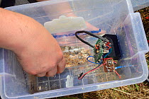 Plastic bottle containing grain fitted into a feeding station equipped with an automatic Radio Frequency Identification (RFID) monitor for surveying Harvest mice (Micromys minutus) after release into...