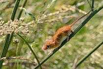 Harvest mouse (Micromys minutus) using its gripping tail to aid its descent of a Common hogweed (Heracleum sphondylium) stem after release into the wild, Moulton, Northampton, UK, June.