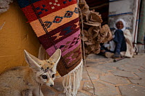 Fennec fox (Vulpes zerda) displayed in the market (souk), of a Tunisian town. This species is adapted to silence and solitude of the desert, this individual that had been caught as an adult showed cle...