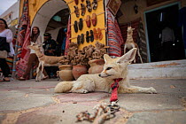 Fennec fox (Vulpes zerda) Sultan tied up in front of a tourist shop in the souk,  Douz,  Kebili Governorate. Tunisia. Unwittingly, tourists support the capture of fennec fox cubs from the wild by payi...