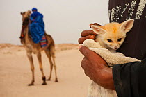 Fennec fox (Vulpes zerda) pup, aged a few weeks, caught in the wild and shown at a famous camel trekking site for tourists in the hope of either selling it or being paid for photos, Kebili Governorate...