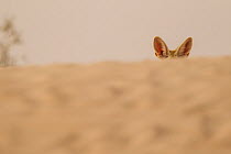 Fennec fox (Vulpes zerda) ears above sand dunes, Grand Erg Oriental, Kebili Governorate. Tunisia.