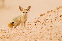 Fennec fox (Vulpes zerda) adult near the den, Grand Erg Oriental, Kebili Governorate, Tunisia
