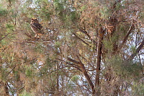 Pharaoh's eagle owl (Bubo bubo ascalaphus) sitting on Tamarisk tree (Tamarix) in Sahara desert. Grand Erg Oriental, Kebili Governorate. Tunisia.