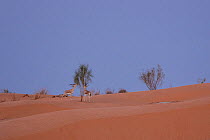 Slender-horned gazelles (Gazella leptoceros loderi) feeding, Great Erg Oriental, Tunisia. Endangered.