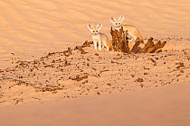 Fennec fox (Vulpes zerda) pups playing outside. Grand Erg Oriental, Kebili Governorate. Tunisia.
