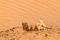 Fennec fox (Vulpes zerda) pups playing outside. Grand Erg Oriental, Kebili Governorate. Tunisia.