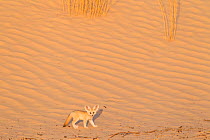 Fennec fox (Vulpes zerda) pup. Grand Erg Oriental, Kebili Governorate. Tunisia.