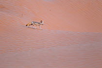 Fennec fox (Vulpes zerda) Grand Erg Oriental, Kebili Governorate. Tunisia.