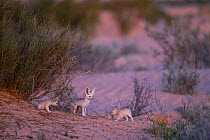 Fennec fox (Vulpes zerda) female with pups outside of den, Grand Erg Oriental, Kebili Governorate. Tunisia.