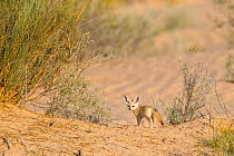 Fennec fox (Vulpes zerda) pup outside of den, Grand Erg Oriental, Kebili Governorate. Tunisia.