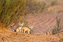 Fennec fox (Vulpes zerda) pups playing outside of den, Grand Erg Oriental, Kebili Governorate. Tunisia.