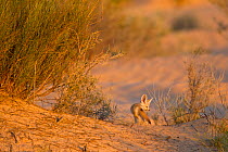 Fennec fox (Vulpes zerda) pup outside of den, Grand Erg Oriental, Kebili Governorate. Tunisia.