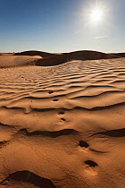 Fennec fox (Vulpes zerda) tracks on sand dune. Grand Erg Oriental, Kebili Governorate. Tunisia.