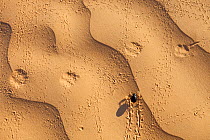 Tenebrionid beetle (Tenebrionidae) crossing Fennec fox (Vulpes zerda) tracks on sand. Grand Erg Oriental, Kebili Governorate. Tunisia.