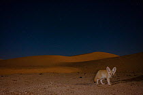 Fennec fox (Vulpes zerda) adult in sand dunes at night, Grand Erg Oriental, Kebili Governorate, Tunisia. Camera trap image
