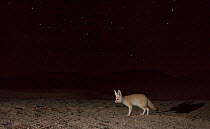 Fennec fox (Vulpes zerda) foraging at night, Grand Erg Oriental, Kebili Governorate. Tunisia.