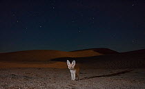 Fennec fox (Vulpes zerda) adult at night in sand dunes with starry sky,  Grand Erg Oriental, Kebili Governorate, Tunisia. Camera trap image