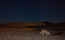 Fennec fox (Vulpes zerda) foraging at night, Grand Erg Oriental, Kebili Governorate. Tunisia. Camera trap image