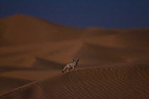 Fennec fox (Vulpes zerda) at night walking across mooonlit sand dunes, Grand Erg Oriental, Kebili Governorate, Tunisia.